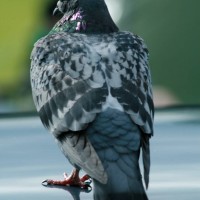 Feral Pigeon